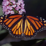 https://pussmoth.com/las-mariposas-monarca-regresan-a-lo-grande